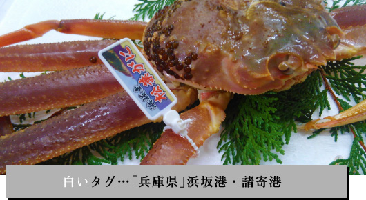 白いタグ…「兵庫県」浜坂港・諸寄港