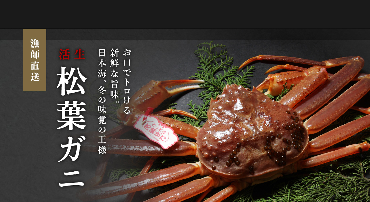 漁師直送 活生 松葉ガニ お口でトロける新鮮な旨味。日本海、冬の味覚の王様