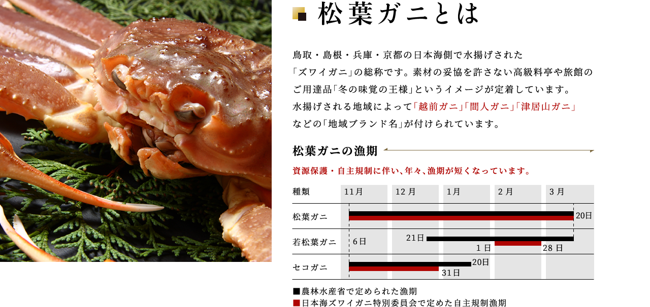 松葉ガニ 越前ガニ の通販 お取り寄せ 鮮魚 通販 弁慶丸