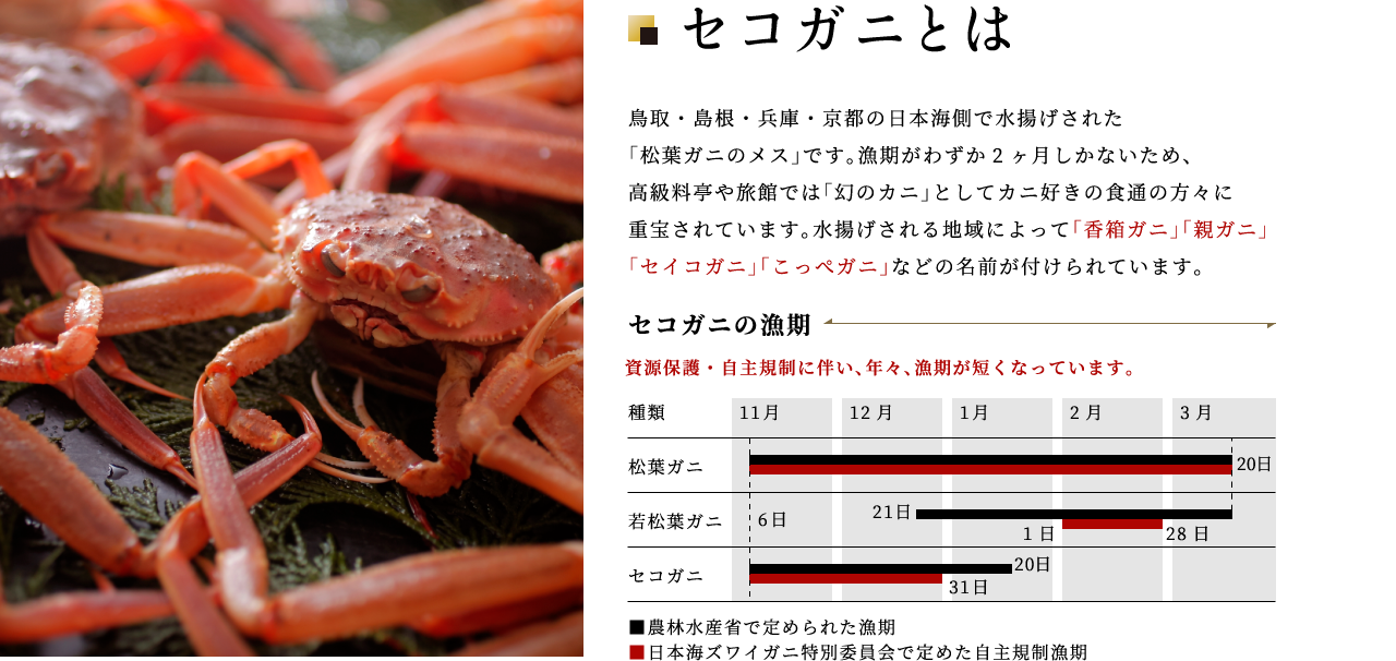セコガニ 香箱ガニ の通販 お取り寄せ 弁慶丸 鮮魚 通販 セコガニ 香箱ガニ の通販 お取り寄せ 弁慶丸 鮮魚 通販
