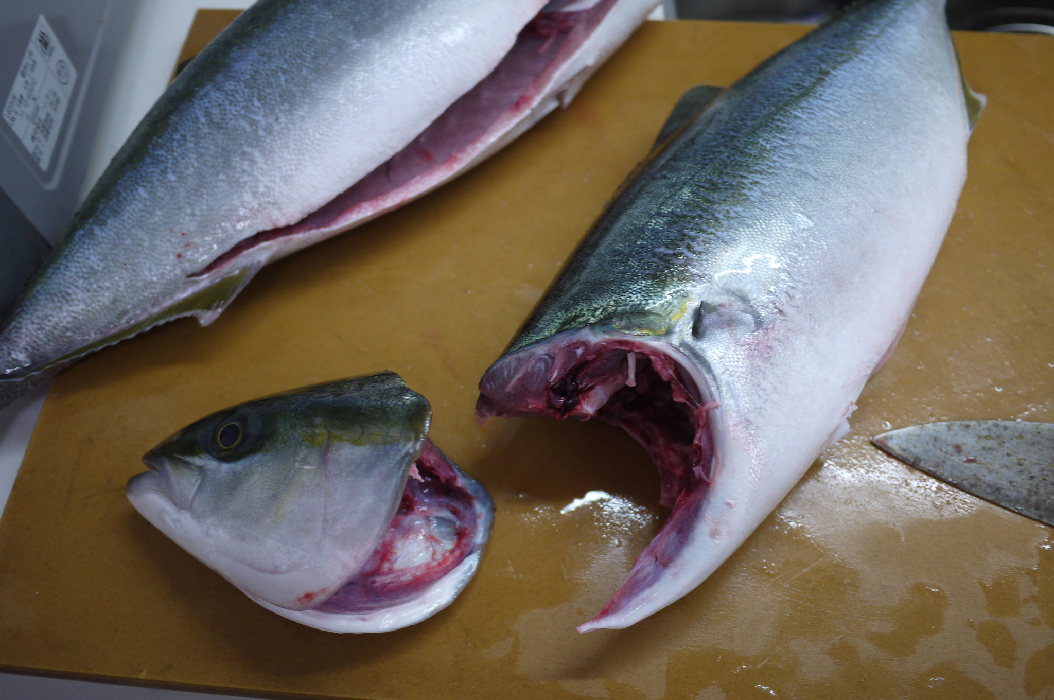 イナダ いなだ ハマチ 西潟正人の魚道場 弁慶丸 鳥取の鮮魚 通販