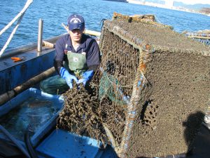 漁師のお仕事 弁慶丸 鮮魚 通販