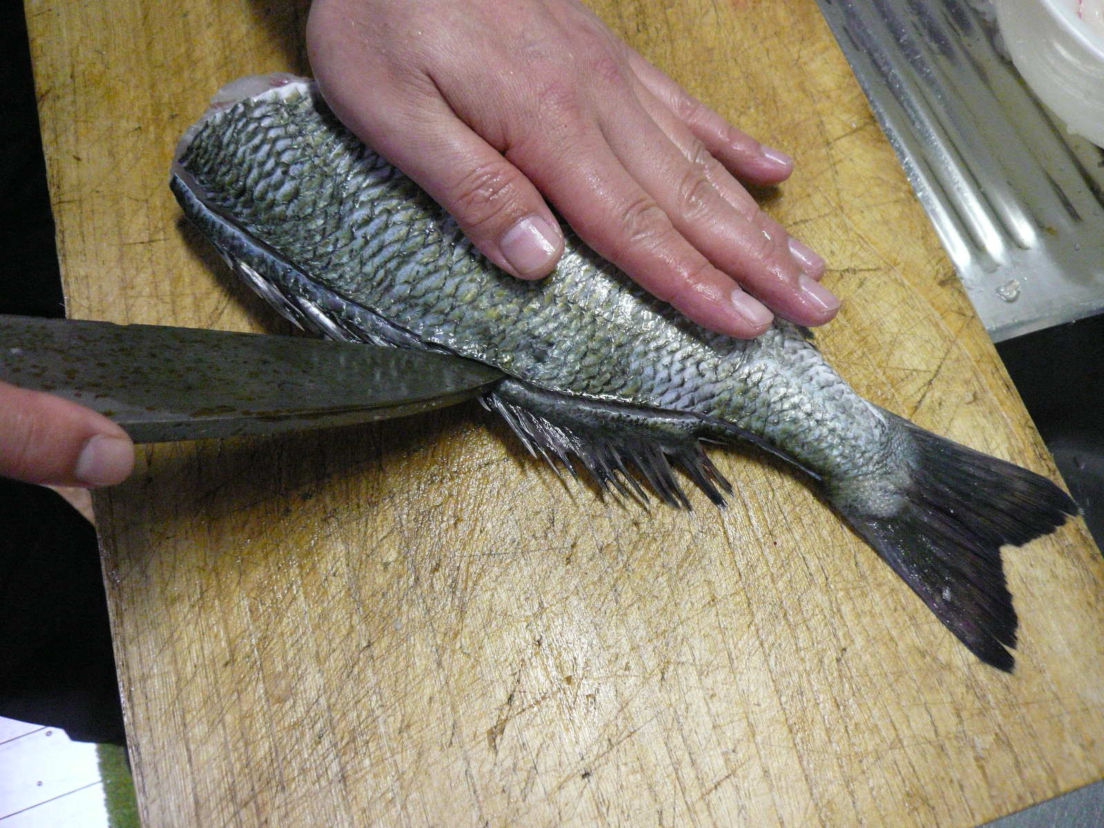 黒鯛 チヌ 西潟正人の魚道場 鮮魚 通販 弁慶丸