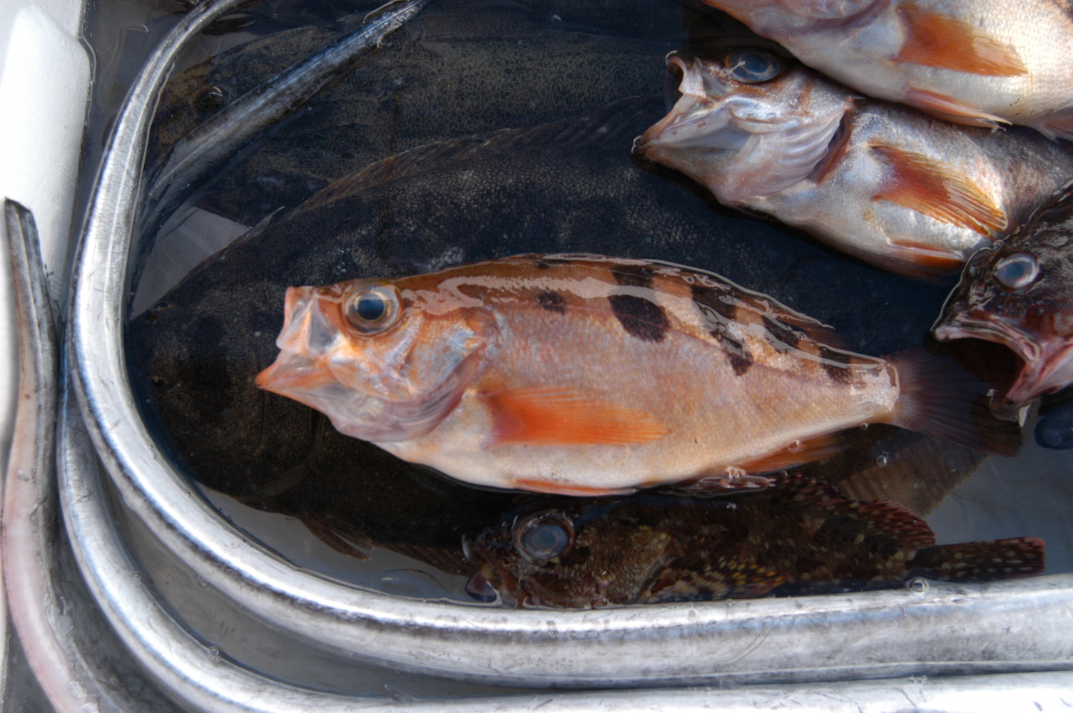 メバルの仲間 ウスメバル 西潟正人の魚道場 弁慶丸 鮮魚 通販