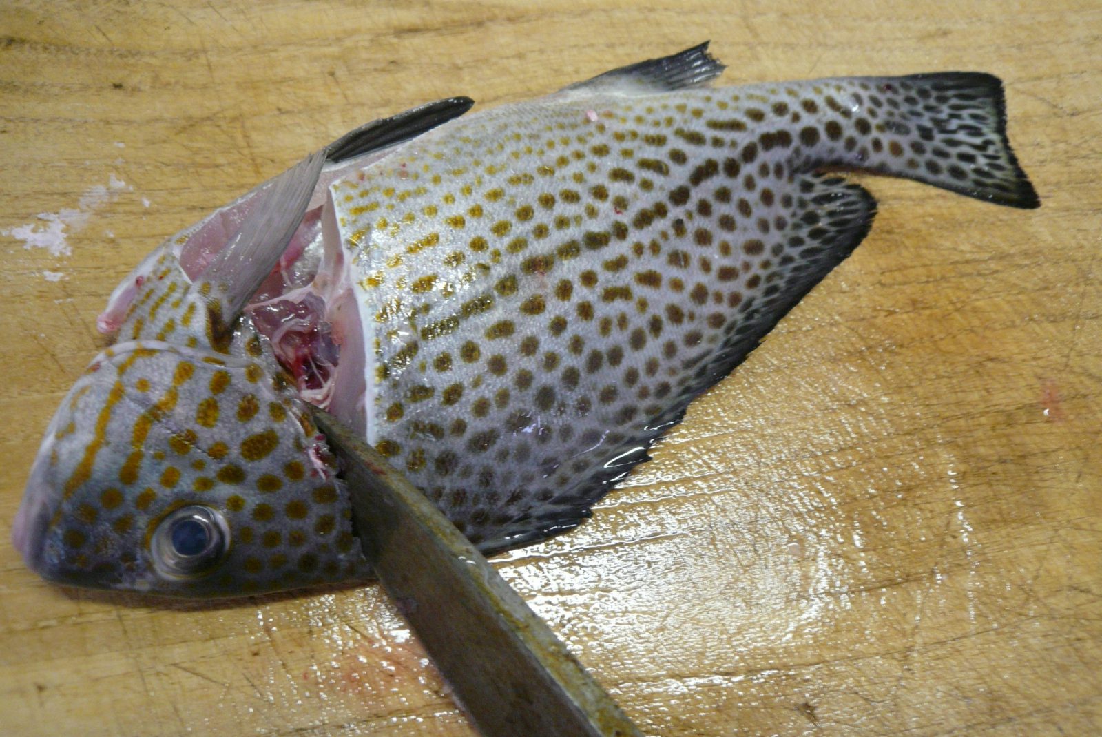 コショウダイ コロダイ 西潟正人の魚道場 弁慶丸 鮮魚 通販