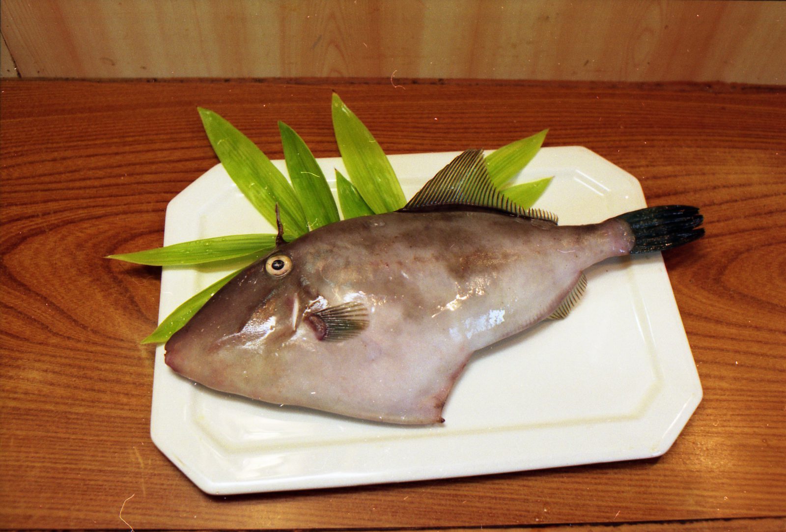 ウマヅラハギ 西潟正人の魚道場 弁慶丸 鮮魚 通販