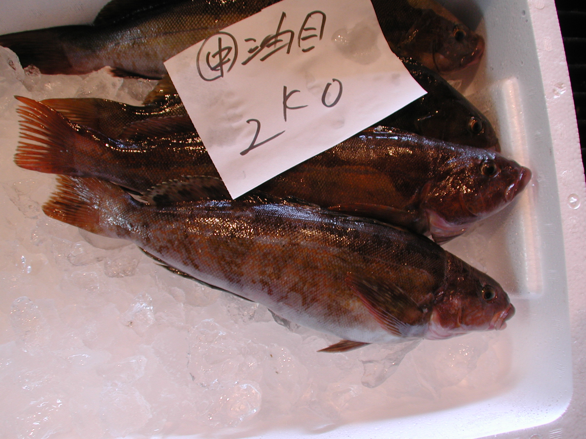 アイナメ 西潟正人の魚道場 弁慶丸 鮮魚 通販