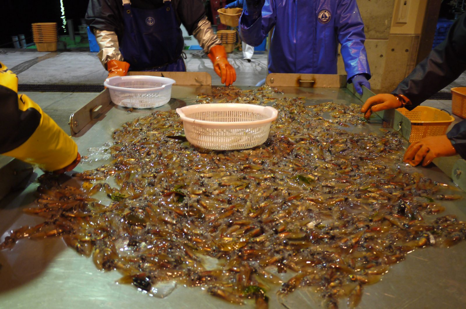 ホタルイカ 西潟正人の魚道場 弁慶丸 鮮魚 通販