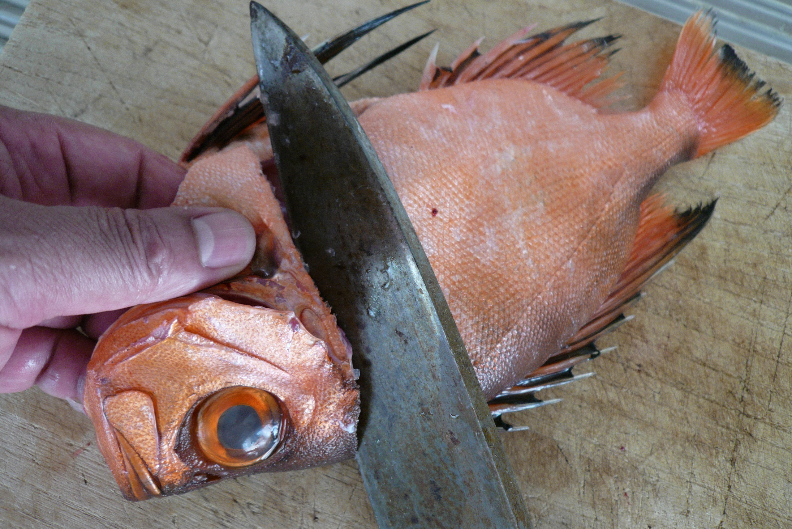 チカメキントキ 西潟正人の魚道場 弁慶丸 鮮魚 通販