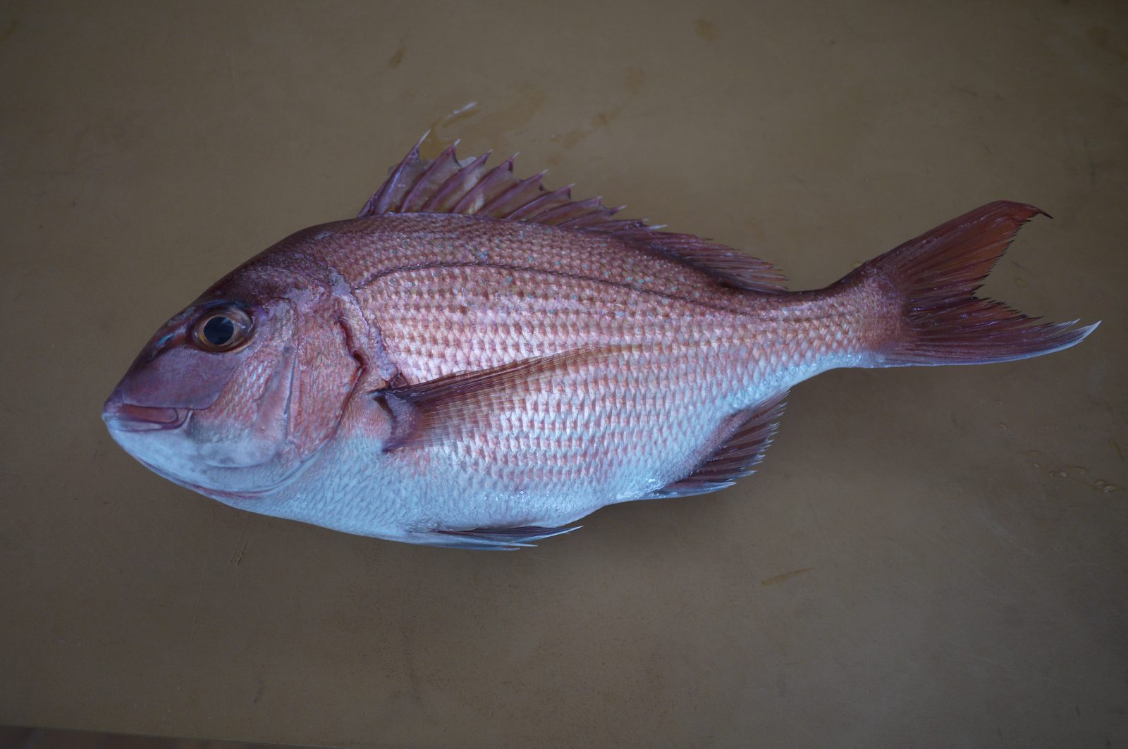 真鯛 西潟正人の魚道場 弁慶丸 鮮魚 通販