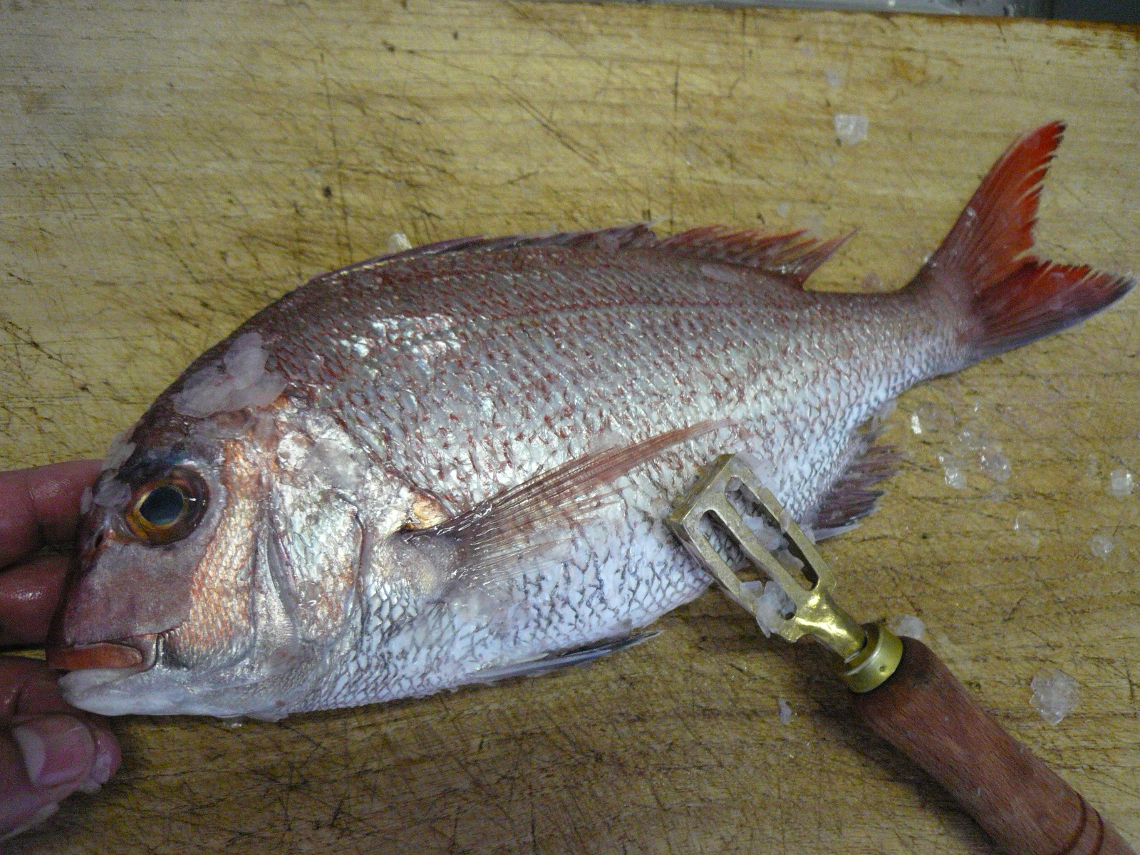 真鯛 西潟正人の魚道場 弁慶丸 鮮魚 通販